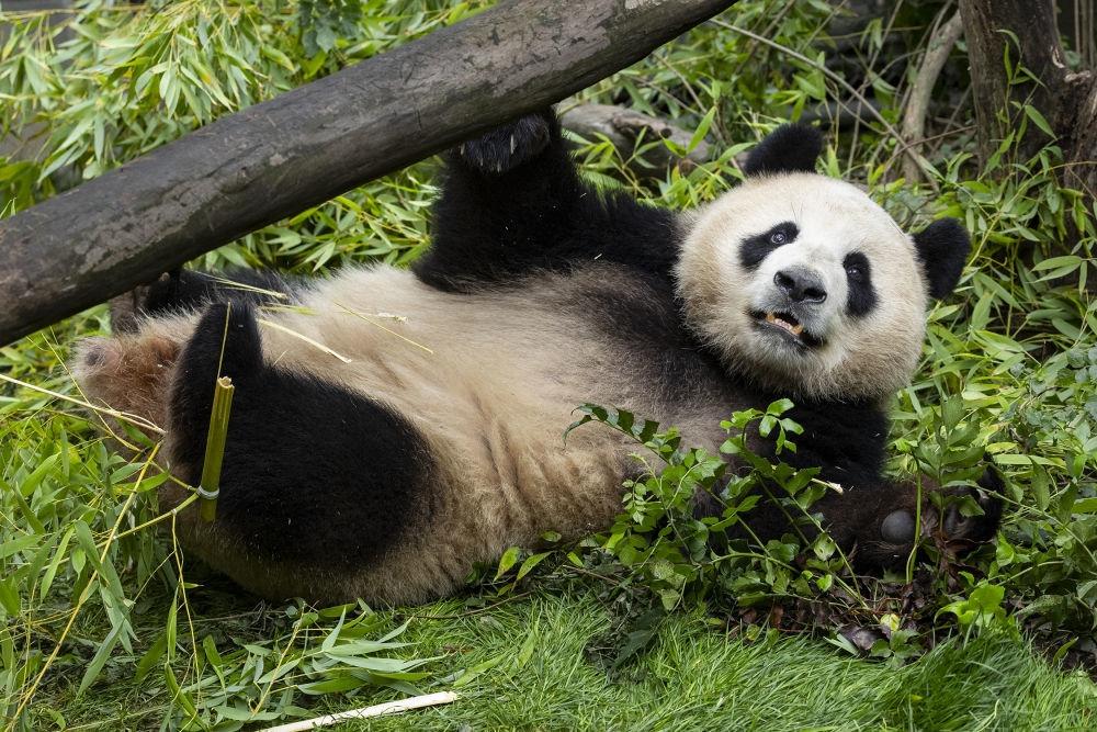  大熊猫“云川”“鑫宝”在美国动物园适应状态良好